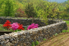 까무잡잡 도자기피부 돌담, 매력적이야