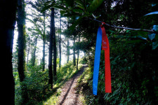 곰솔이 지키는 마을 수산리를 아십니까