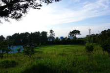 곰솔이 지키는 마을 수산리를 아십니까