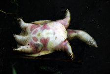 심상치 않은 금강, 대형 자라까지 떠올랐다