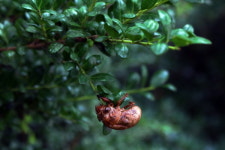 무환자 나무 위 간호학과, 절묘하네