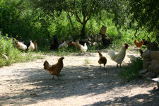 강남백화점 계약 거절한 농부, 그 이유는...