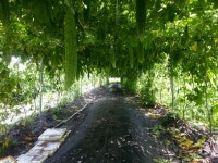 바보들의 행진, 멈출 수 없는 꿈 담은 결실의 순간
