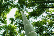 대나무로 터뜨리는 대박