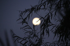 달빛에 이끌려 정원으로 나갔다