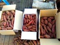 모래땅에서 캐내는 행복, 금 봤다