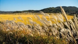 눈길 돌리는 곳마다 황금, 농부에게 박수를 보냅니다