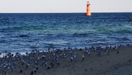 못생긴 요것, 그래도 맛은 끝내준다