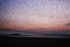 철새 쉼터는 아름다운 우리 보금자리