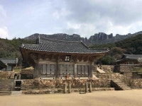 [사진] 절 주변에 동백숲 울창한 까닭은...