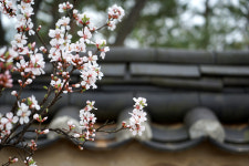 [사진] 일산 호수공원에서의 꽃구경