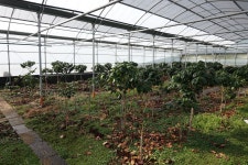 제주도 커피농장에는 OOO도 있다