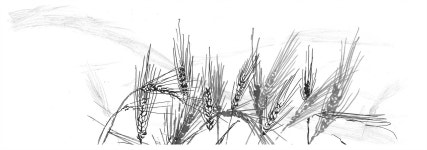 당신이 몰랐던 보리의 또 다른 변신