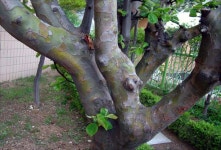 어떤 나무맹의 나무 이야기