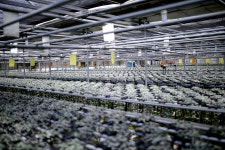 사랑의 진짜 의미가 담긴 식물을 소개합니다