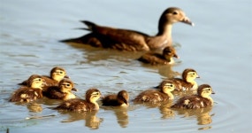 [사진] 줄지어 노니는 천연기념물 원앙 가족