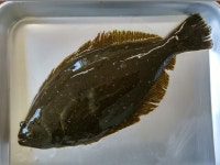 넙치 해부실험에,