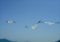 매일 모세의 기적이 일어나는 섬