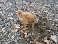 개춘기 짜니, 어쩌면 좋을까요