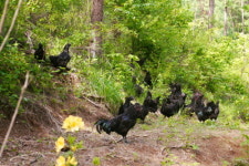 뒷동산이 작은 식물원... 꽃구경 오세요