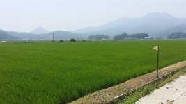 벼논에 핀 빨간 꽃?