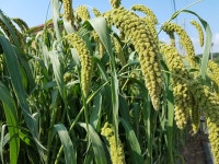 조바심이라는 말의 유래를 아세요?