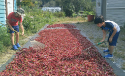 가을볕 아래 태양초, 농민 마음 타들어 갑니다