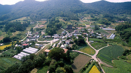 바삭바삭 인삼튀김을 아시나요