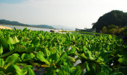 상추밭 돼버린 금강, 영상 보면 상황파악 된다