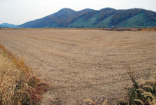 공주 거대억새단지, 애물단지로 전락하나