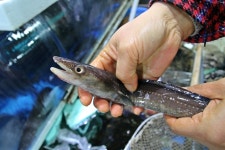 미끌미끌 요리조리 도망, 맨손으로 장어 잡는 방법