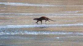 함양 엄천강, 얼음판 위 걷는 수달