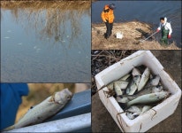 사천·진주 경계 중선포천 물고기 집단폐사, 왜?