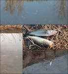 사천·진주 경계 중선포천 물고기 집단폐사, 왜?