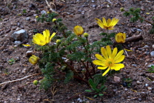곧 시들 겨울, 마음에 담으며 다닌 산책길