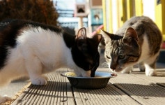 [모이] 별다방에 찾아오는 특별한 손님