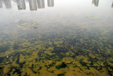 훈장 받은 세종보 강인가 하수처리장인가