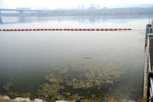 처참한 몰골 드러낸 금강, 야생동물도 비틀거린다