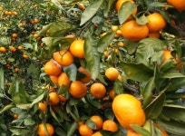 따도 따도 줄지 않는 마법의 나무를 만나다