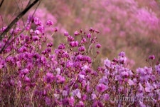 천상에 화원이 있다면 천주산 진달래 같을 거야