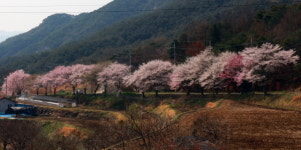 산청에서 만나는 4월 설국