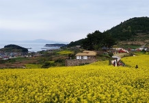 청산도에서 특별한 장례가 열린다