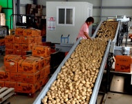 감자꽃과 함께 피어나는 시골마을의 미래