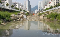 창원 도심 가음정천 물고기 죽어, 원인은?