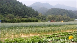 사람 좋아하는 소·염소, 똥도 참 예뻤다