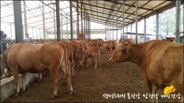 사람 좋아하는 소·염소, 똥도 참 예뻤다