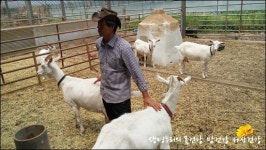 사람 좋아하는 소·염소, 똥도 참 예뻤다