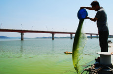 이토록 매스꺼운 녹색 강이라니...