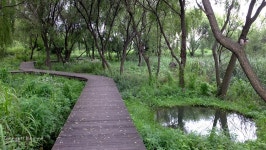 소나기 피하다 강변 습지로, 맹꽁이와 거북이를 만났다