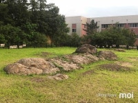 [모이] 이게 1억만 년 전부터 있었던 돌멩이?